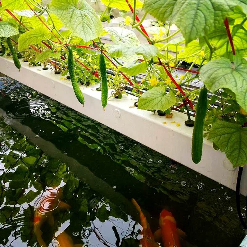 南宁市玻璃大棚鱼菜共生 - 哪里好